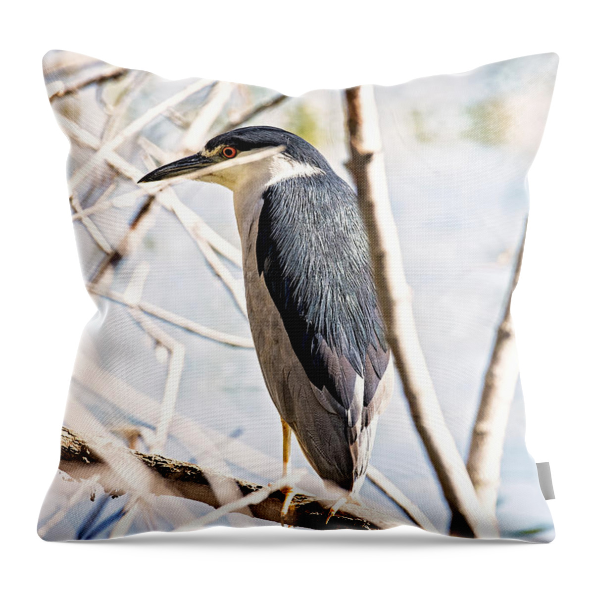Bird Throw Pillow featuring the photograph Black Crowned Night Heron by Michael White
