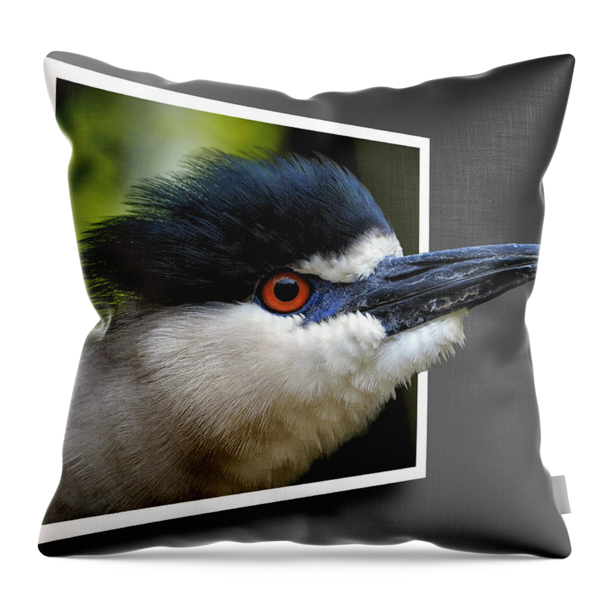 Black Crowned Night Heron Throw Pillow featuring the photograph Black Crowned Night Heron Out Of Bounds by Bill Swartwout