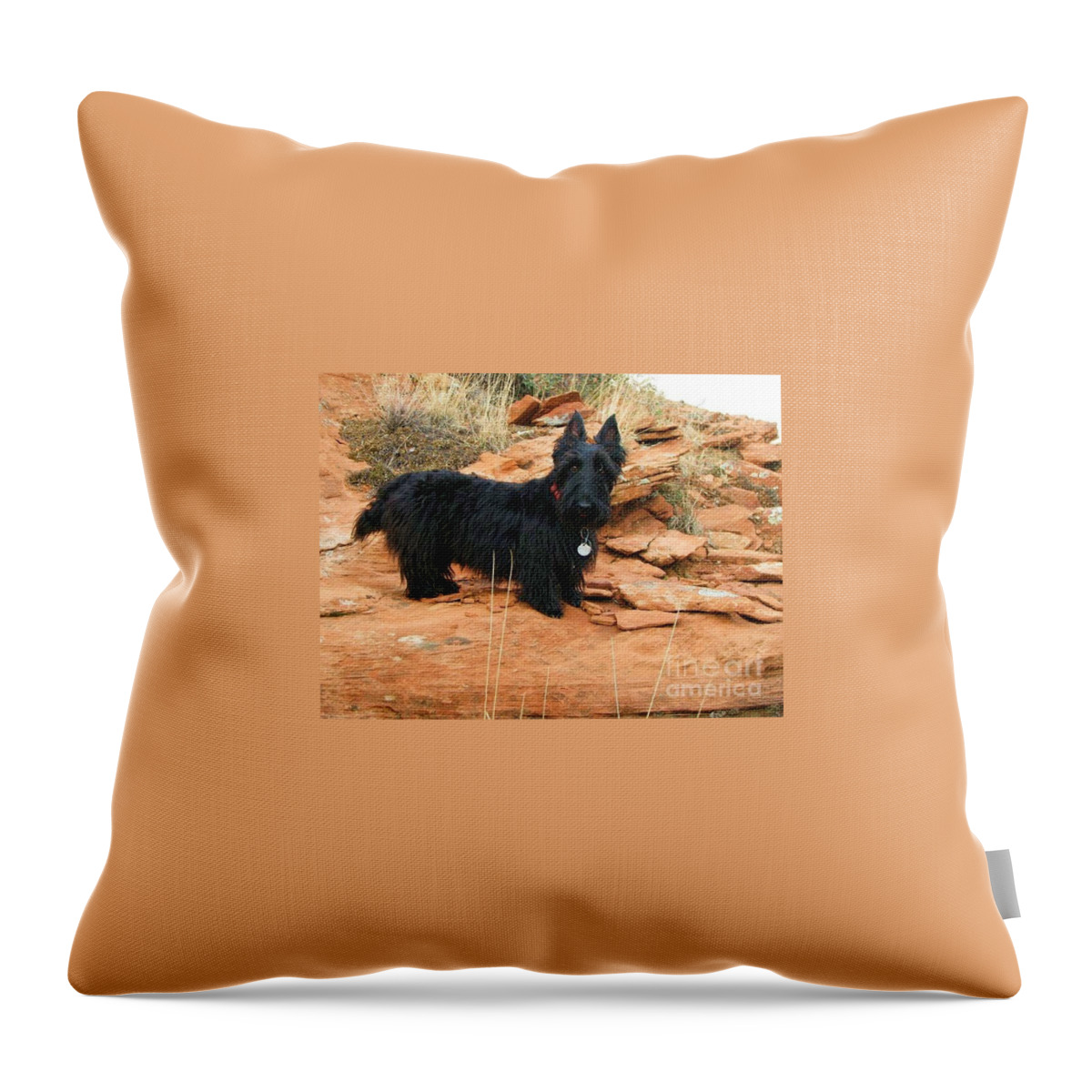 Scottish Terrier Throw Pillow featuring the photograph Black Dog Red Rock by Michele Penner