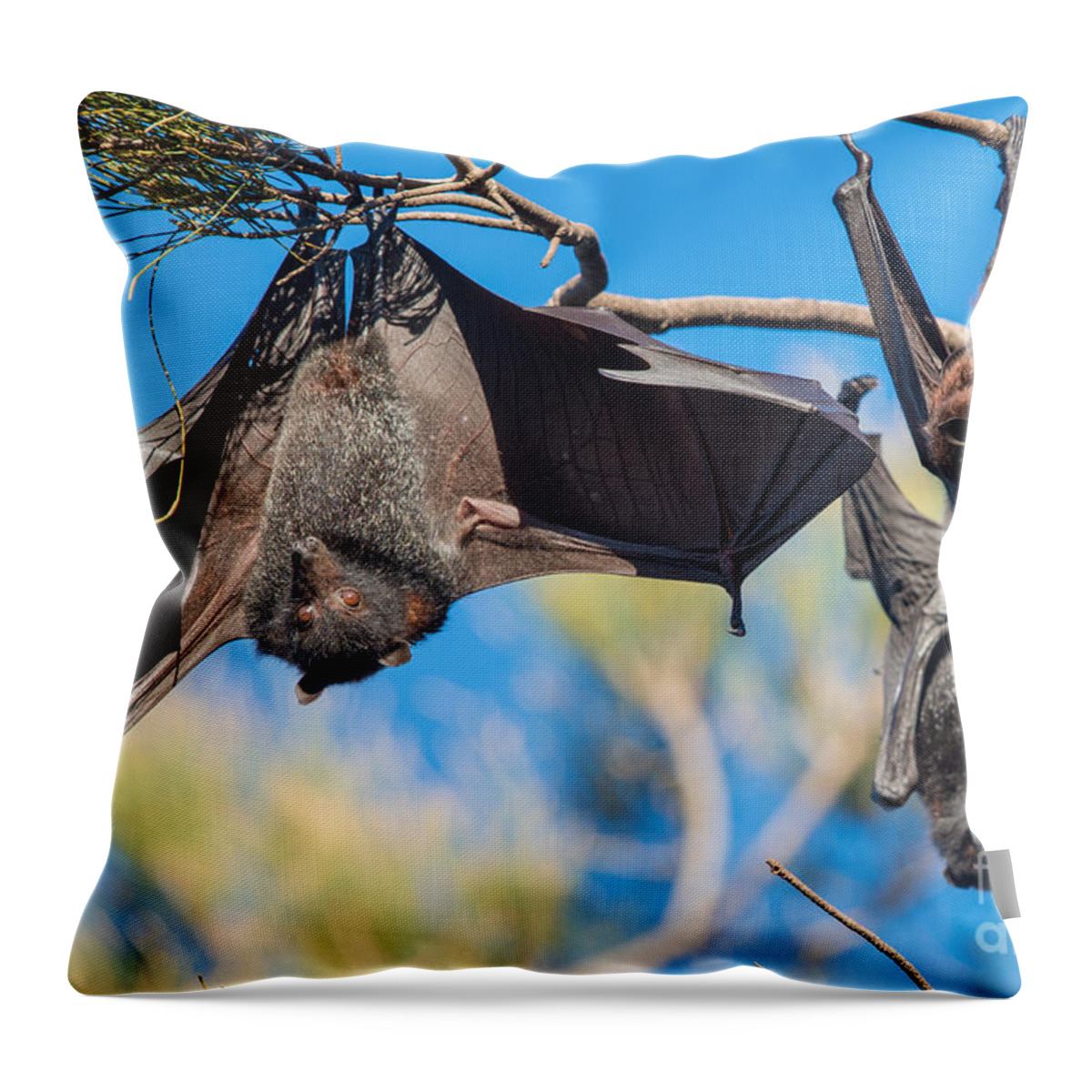 Black Flying Fox Throw Pillow featuring the photograph Black Flying Fox Bats by B.G. Thomson