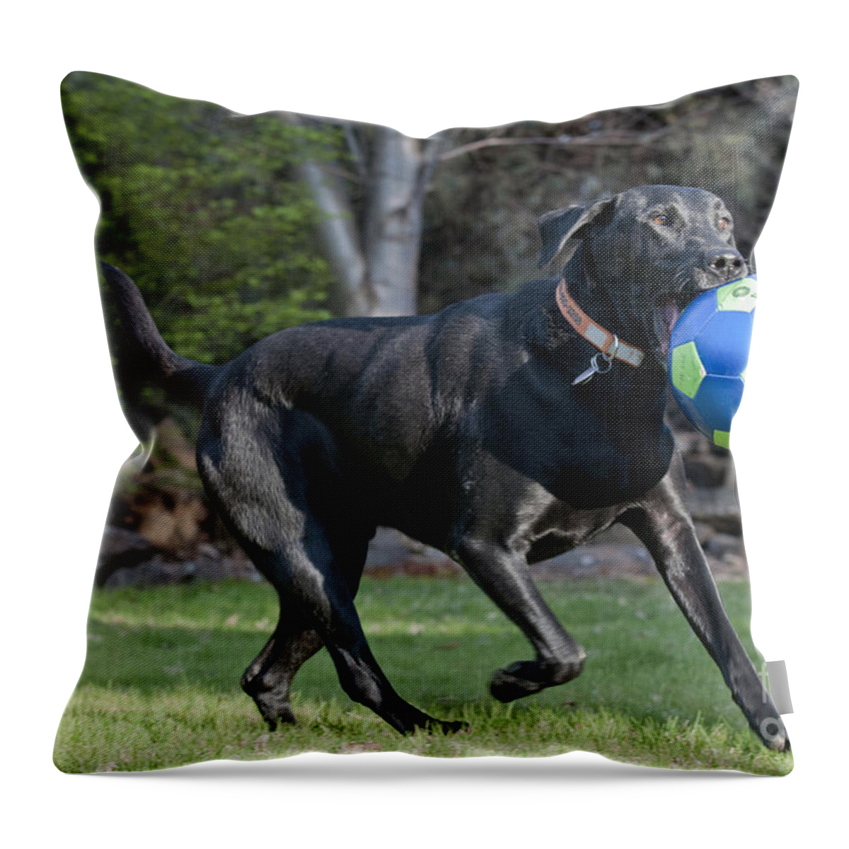 Black Lab Retriever Throw Pillow featuring the photograph Black Labrador Retrieving Soccer Ball by William H Mullins