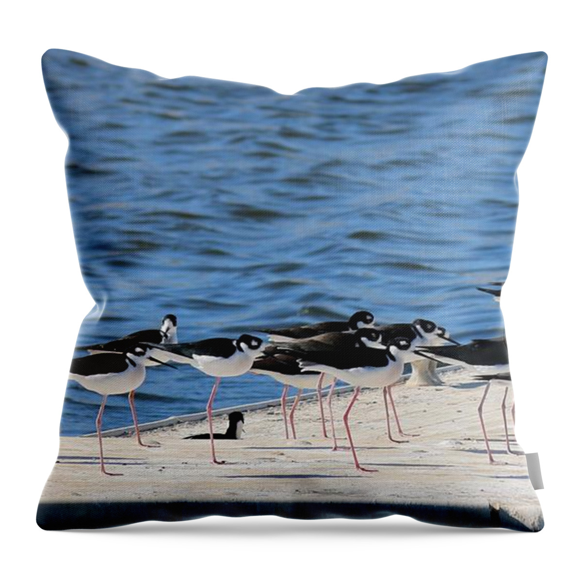 Black Throw Pillow featuring the photograph Black-Necked Stilts - 2 by Christy Pooschke