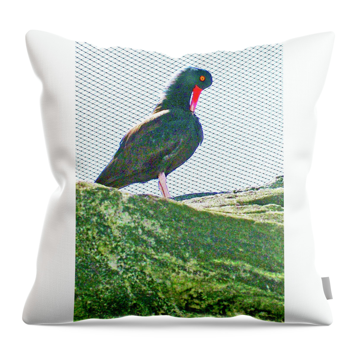 Black Oystercatcher In Oregon Coast Aquarium In Newport Throw Pillow featuring the photograph Black Oystercatcher in Oregon Coast Aquarium in Newport, Oregon by Ruth Hager