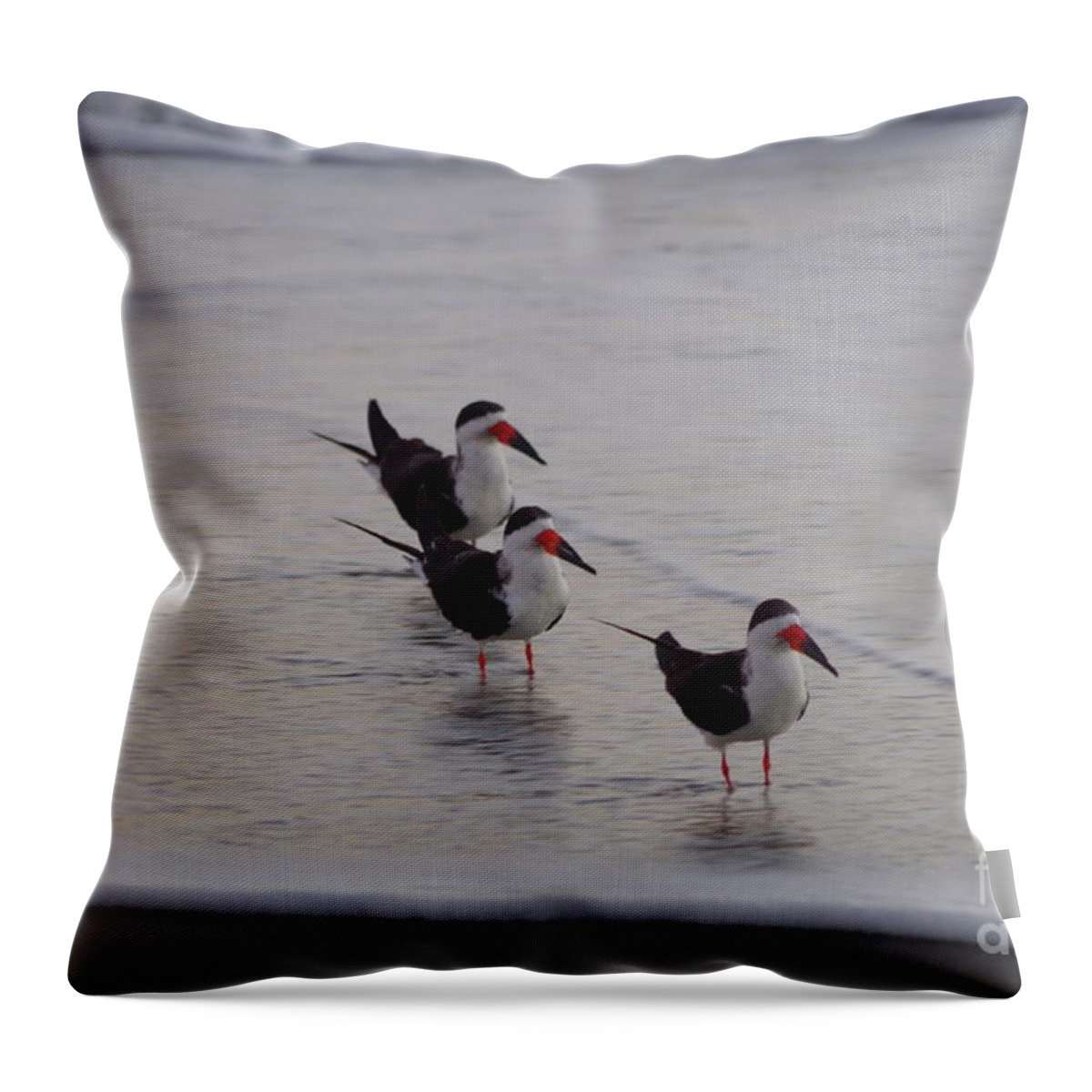 Beach Throw Pillow featuring the photograph Black Skimmers at sunrise by Tannis Baldwin