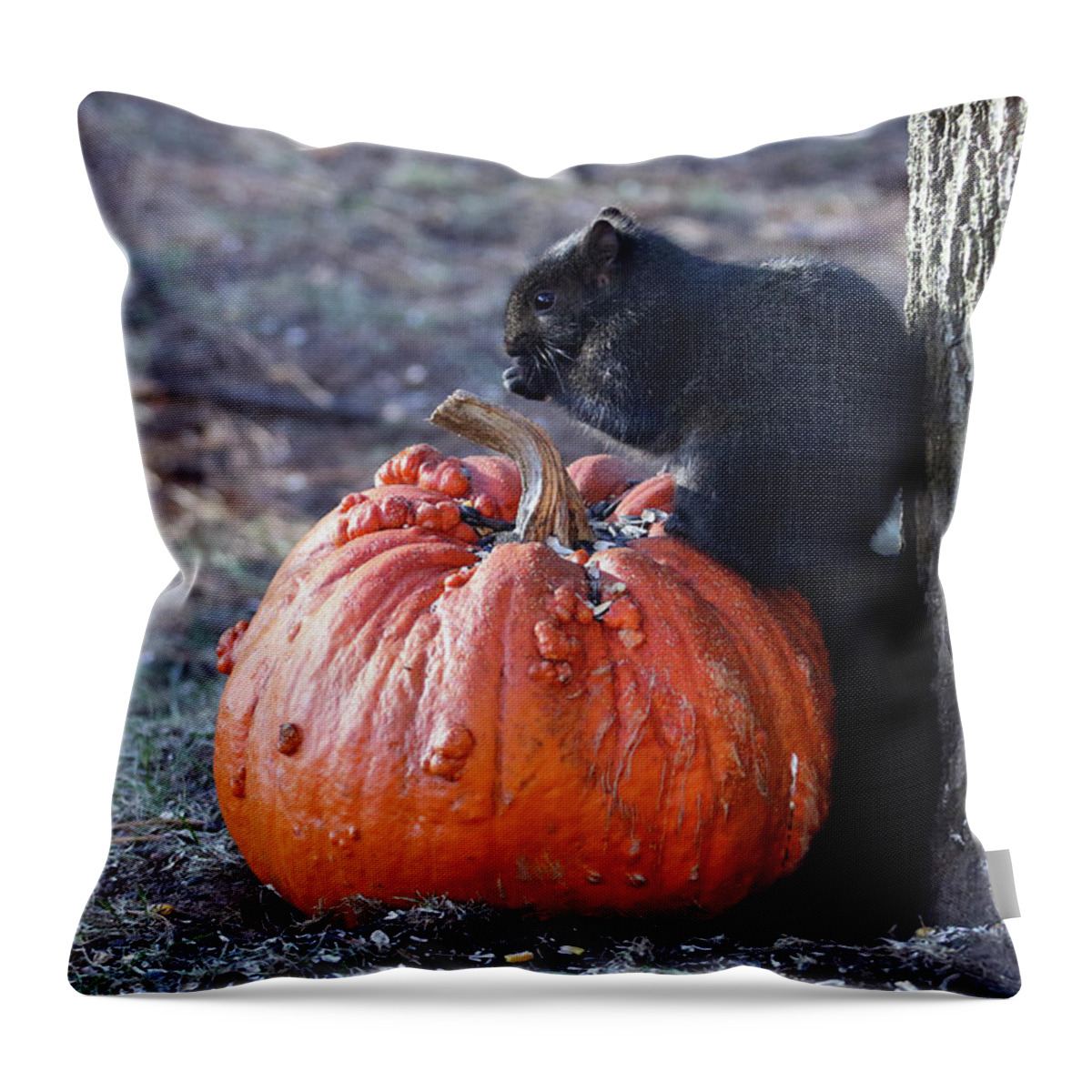 Squirrel Throw Pillow featuring the photograph Black Squirrel on Pumpkin by Brook Burling