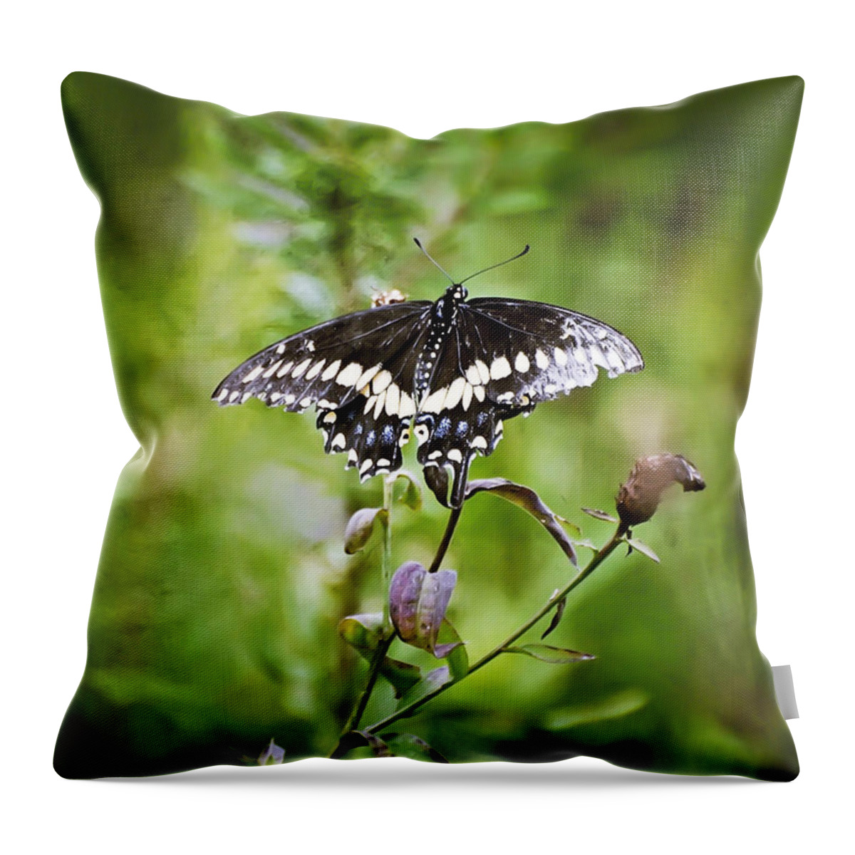 Black Swallowtail Butterfly Throw Pillow featuring the photograph Black Swallowtail Butterfly by Kerri Farley