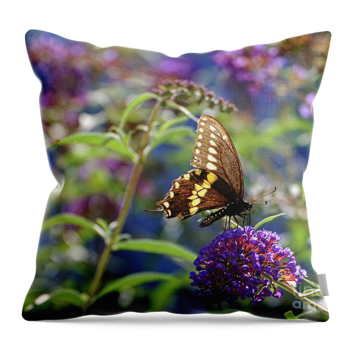 Butterfly Throw Pillow featuring the photograph Black Swallowtail Glow by Edward Sobuta