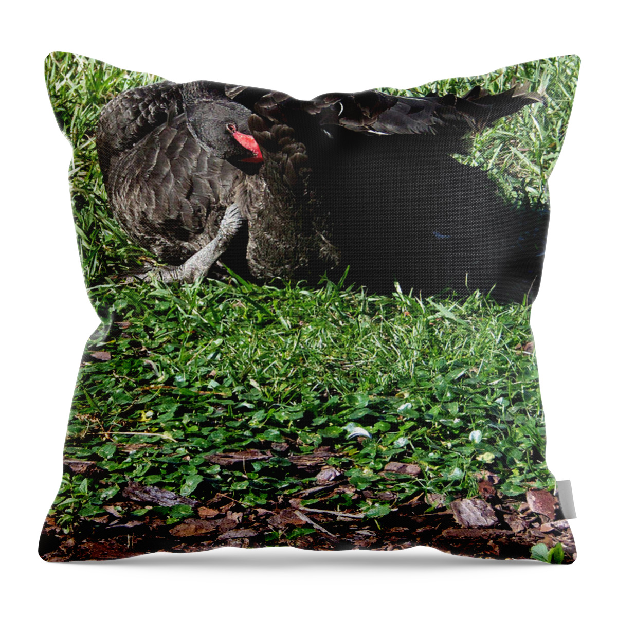 Black Swan Throw Pillow featuring the photograph Black Swan by Christopher Mercer
