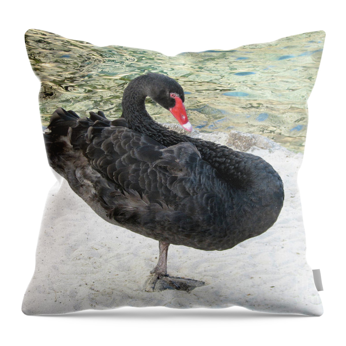 Swan Throw Pillow featuring the photograph Black Swan Standing on One Leg on a Beach by DejaVu Designs