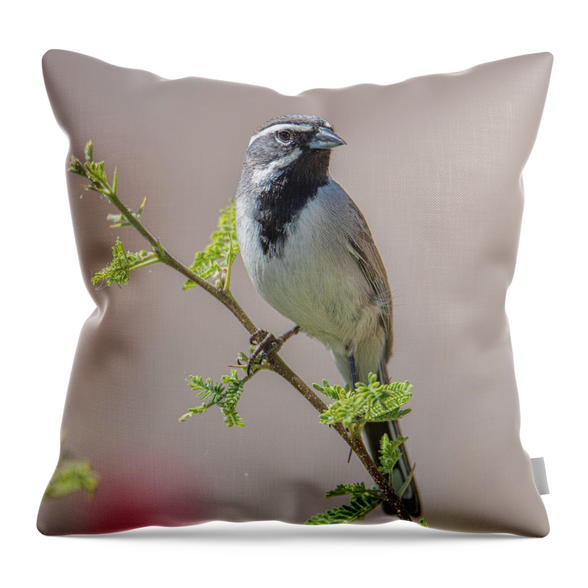Tucson Throw Pillow featuring the photograph Black-Throated Sparrow by Dan McManus