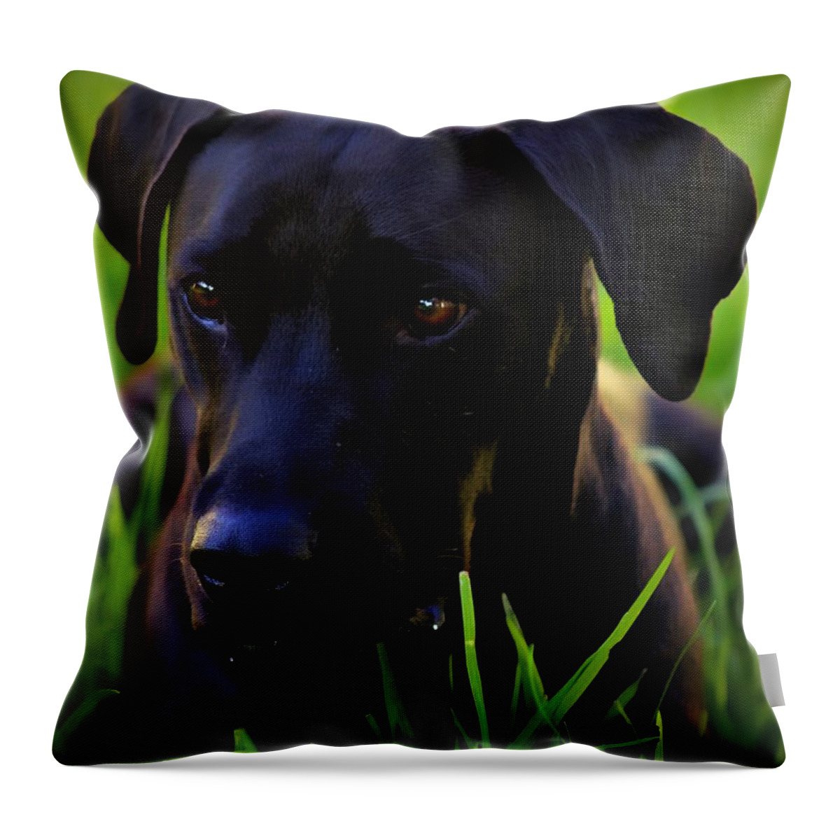 Black Dog Throw Pillow featuring the photograph Black Velvet by Clare Bevan