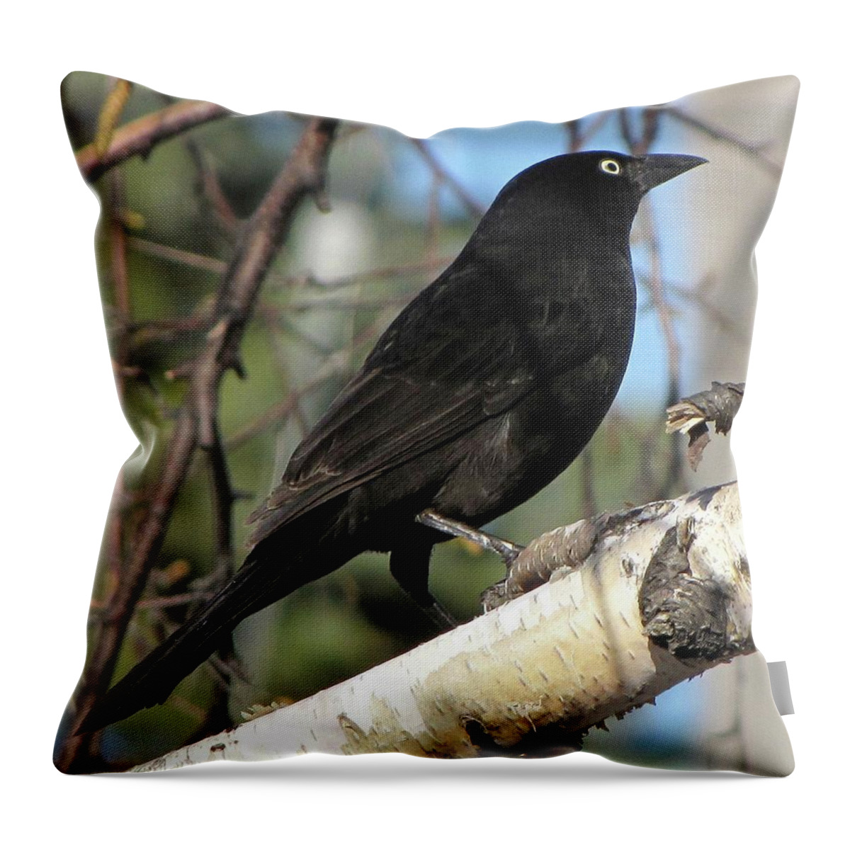 Black Throw Pillow featuring the photograph Blackbird by Cheryl Charette