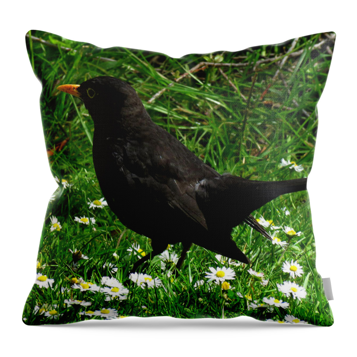 Blackbird Throw Pillow featuring the photograph Blackbird by John Topman