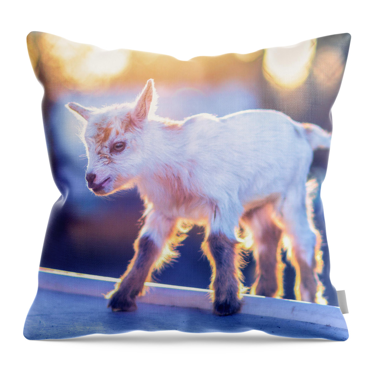 Goat Throw Pillow featuring the photograph Little Baby Goat Sunset by TC Morgan