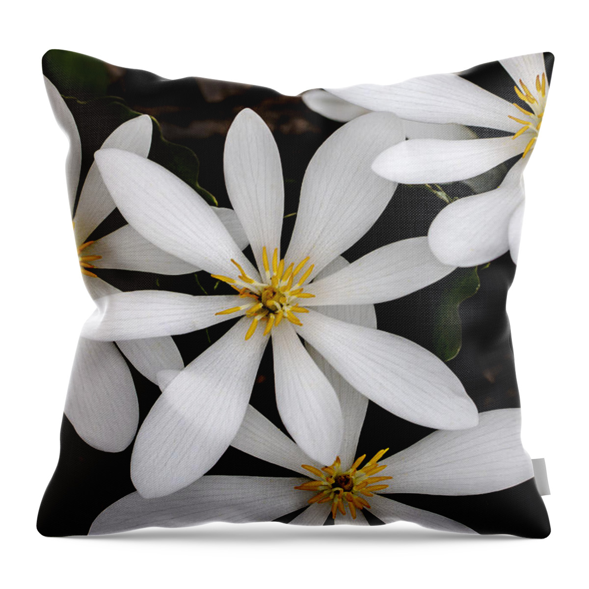 White Throw Pillow featuring the photograph Sanguinaria by Skip Tribby