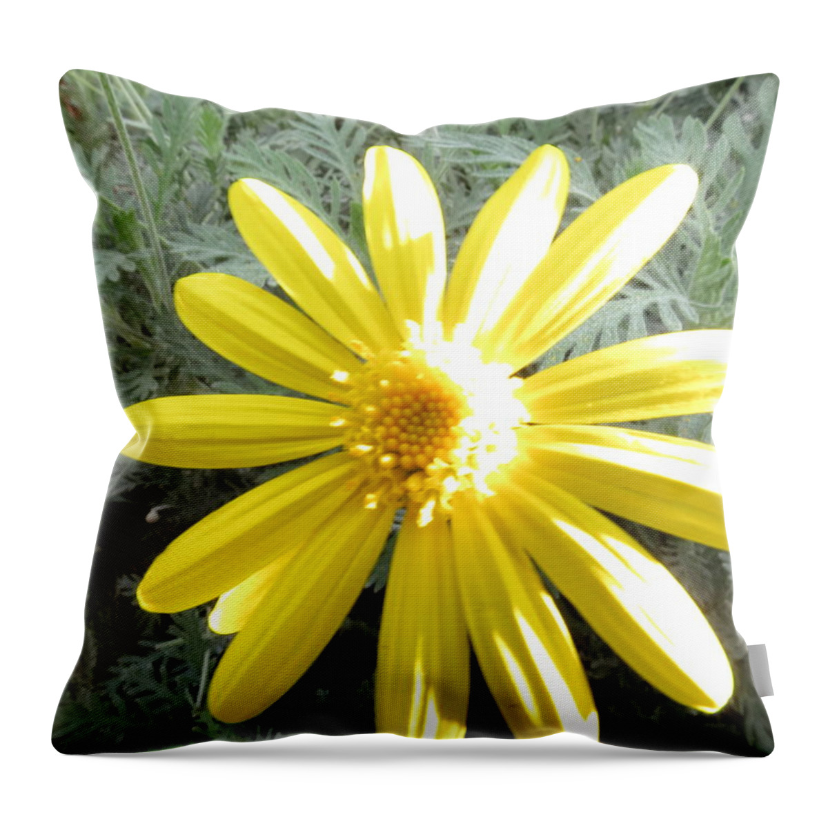 Blooming Throw Pillow featuring the photograph Bloomin in the Sun by Laura Henry
