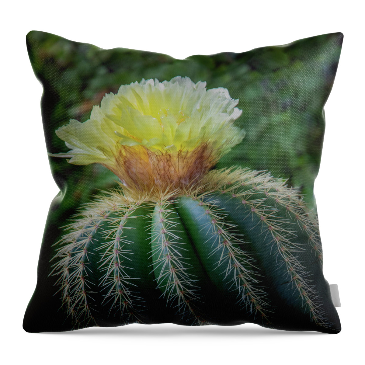 Blooming Throw Pillow featuring the photograph Blooming Cactus by James Woody