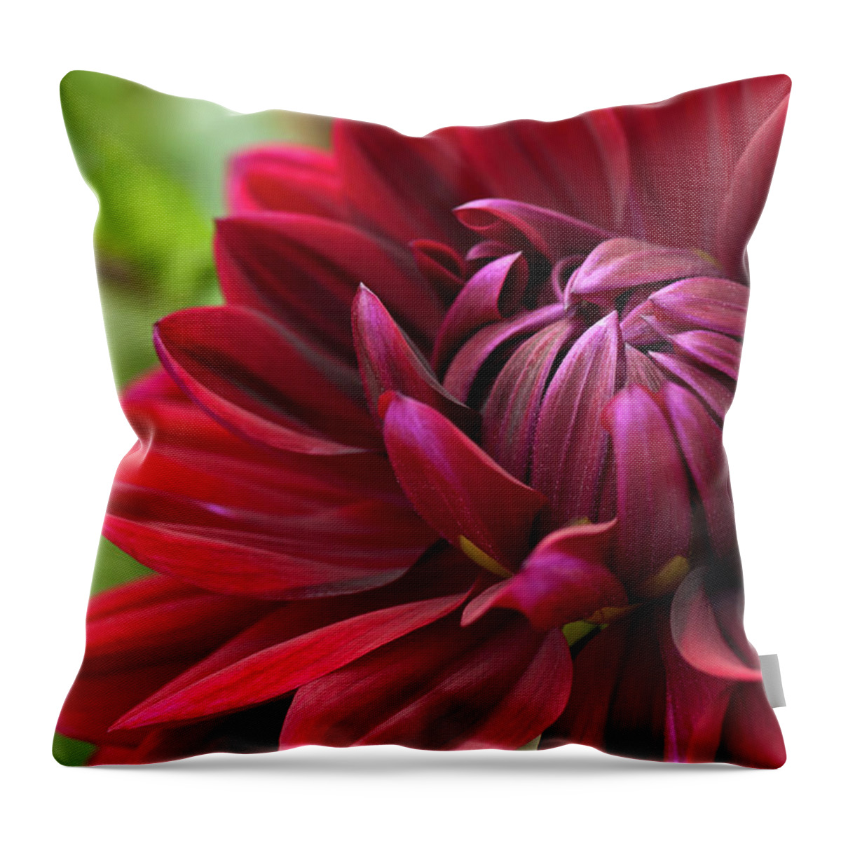 Dahlia Throw Pillow featuring the photograph Blooming red dahlia by GoodMood Art