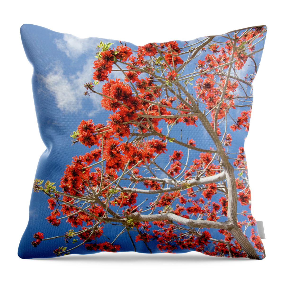 Nature Throw Pillow featuring the photograph Blossoming Coral Tree by Julia Hiebaum