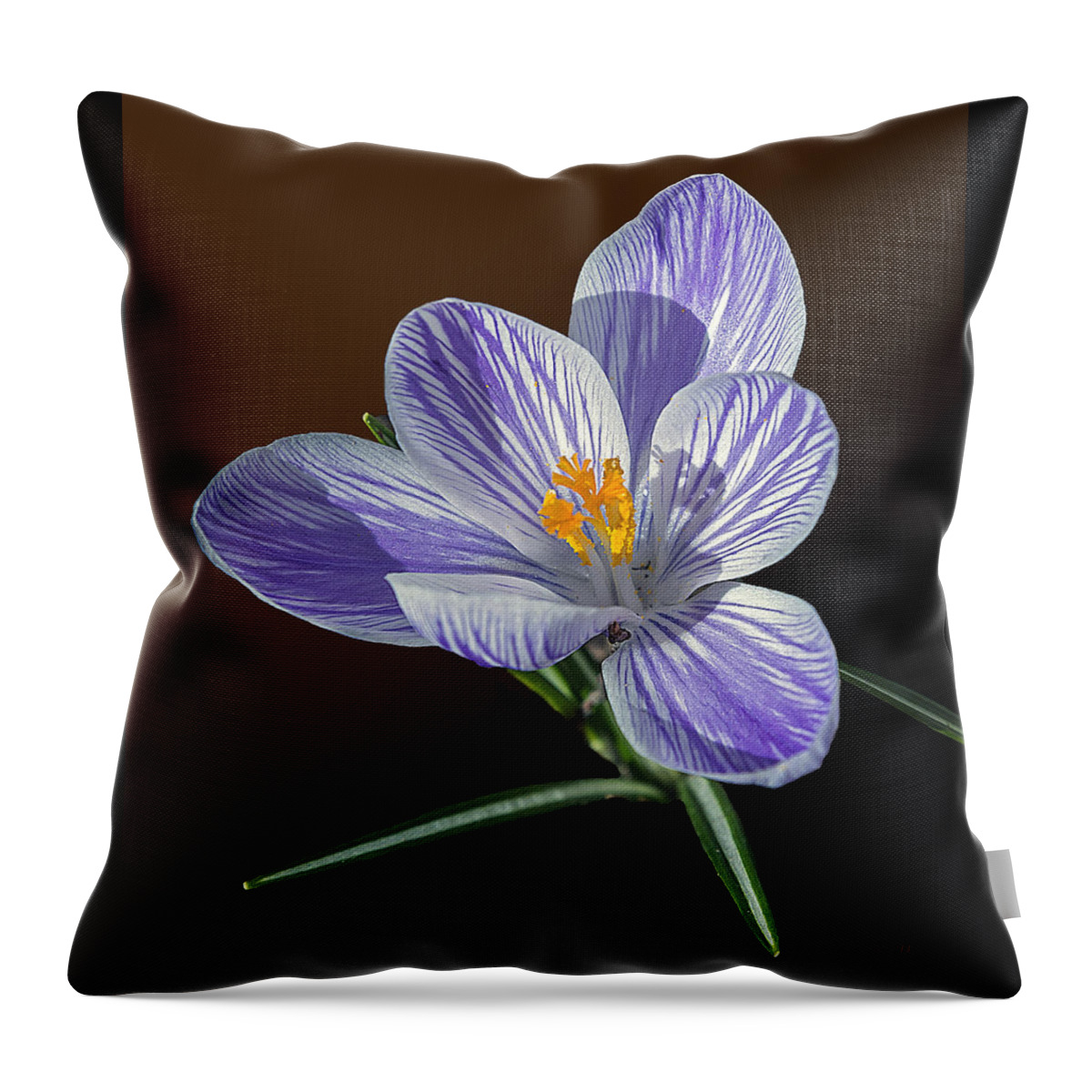 2d Throw Pillow featuring the photograph Blue And White Crocus by Brian Wallace