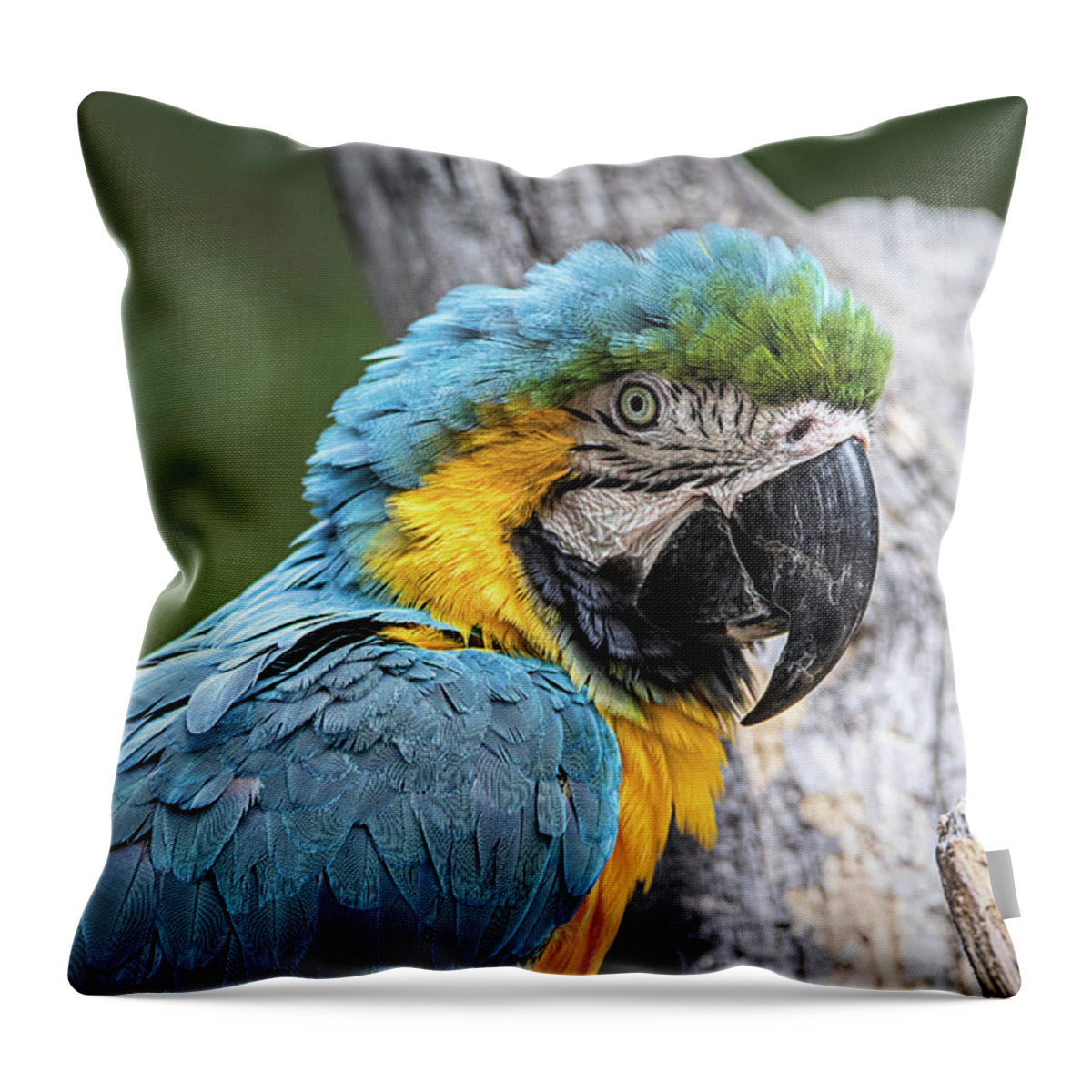 Animal Throw Pillow featuring the photograph Blue and Yellow Macaw by Teresa Wilson