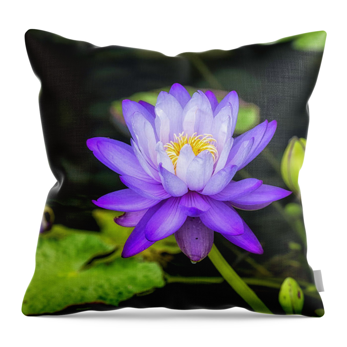 Blue Throw Pillow featuring the photograph Blue and yellow water lily by Bill Frische