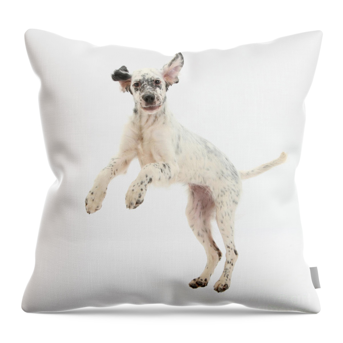 Dog Throw Pillow featuring the photograph Blue Belton English Setter by Mark Taylor