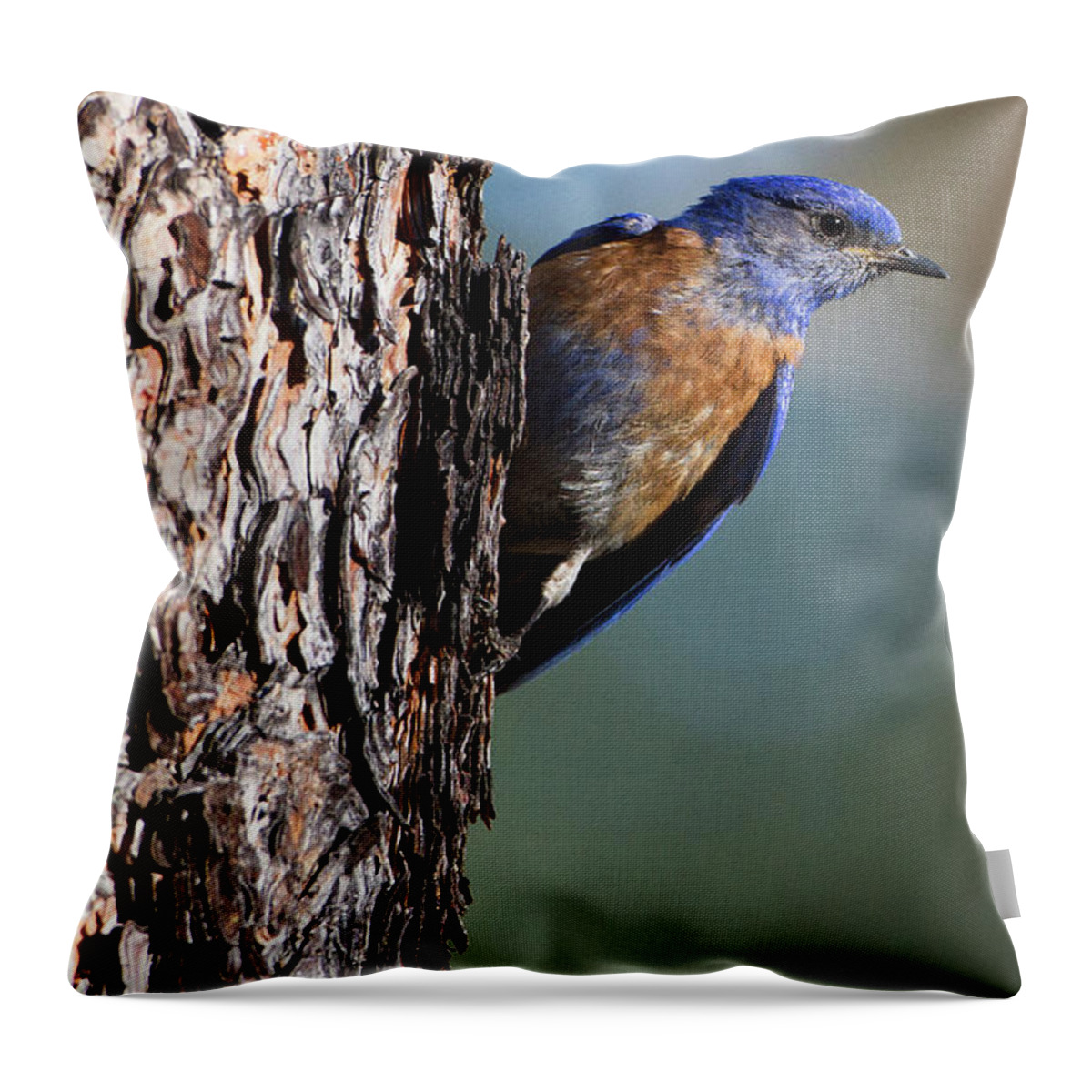 Western Bluebird Throw Pillow featuring the photograph Blue bird in a tree by Ruth Jolly