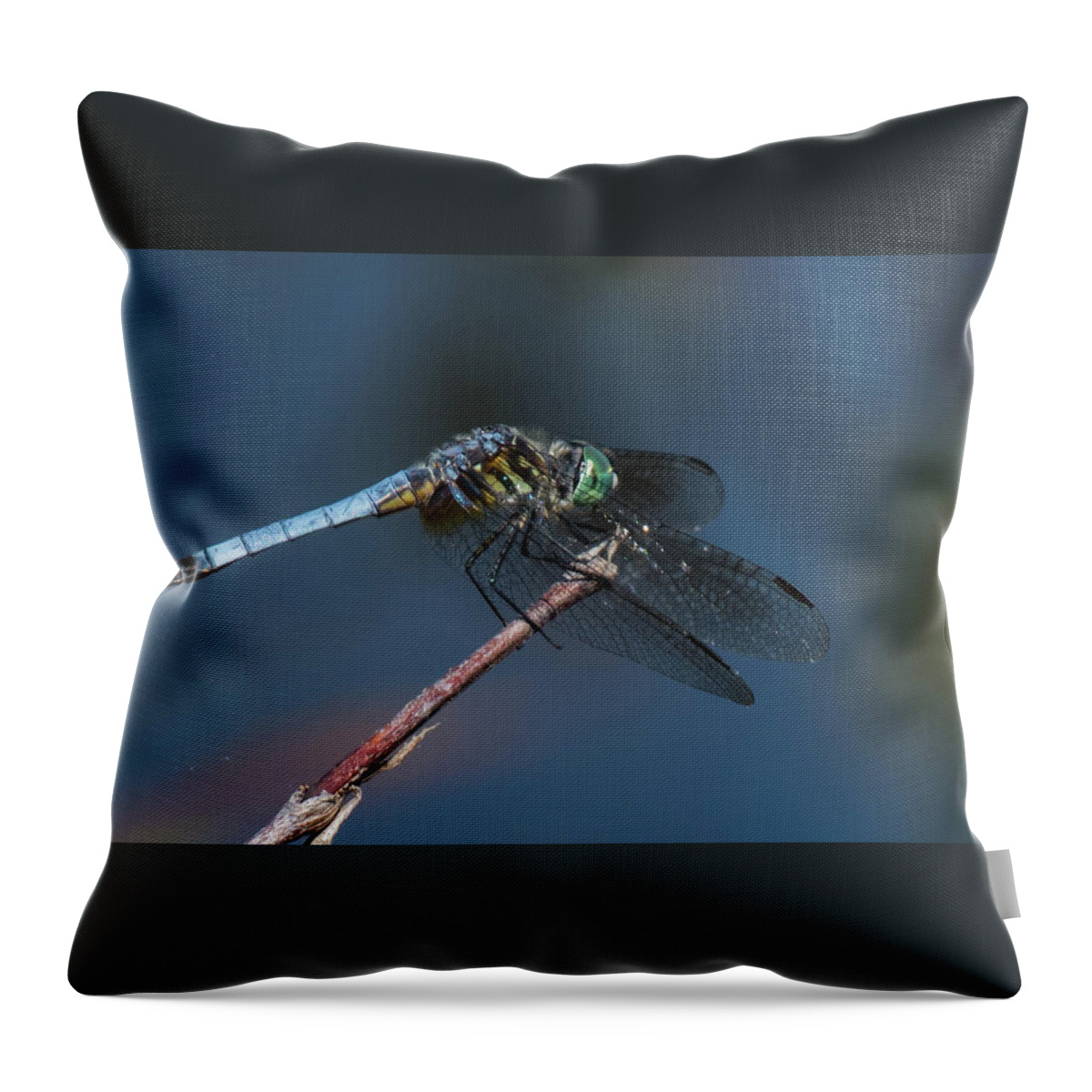 Insect Throw Pillow featuring the photograph Blue Dasher by Jody Partin