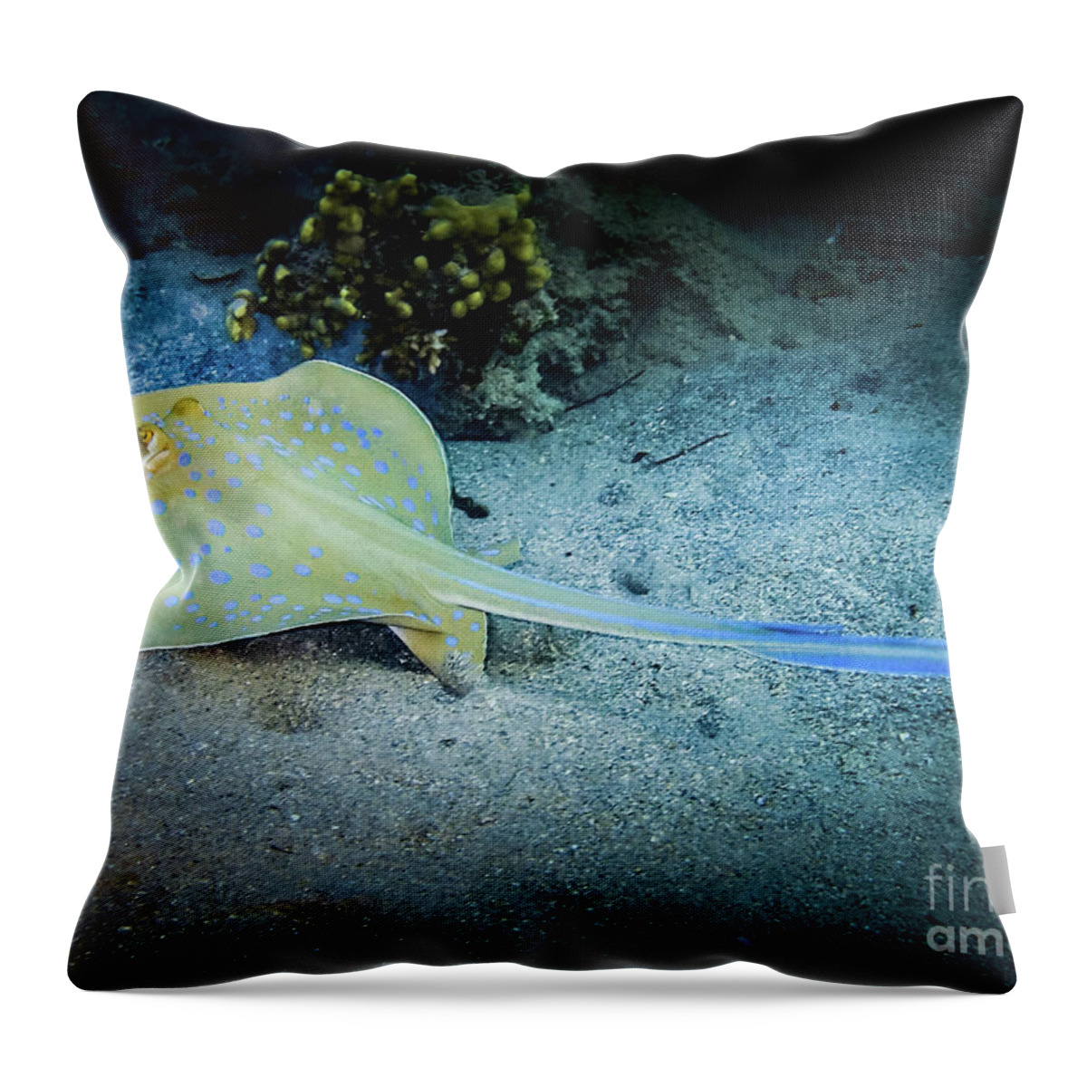 Africa Throw Pillow featuring the photograph Blue Dot by Hannes Cmarits