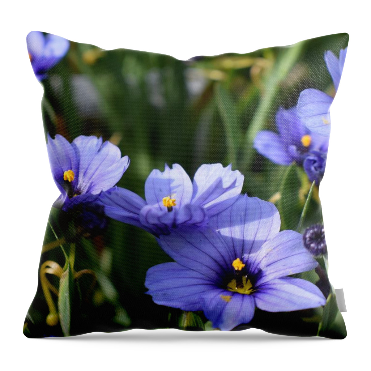 Grass Throw Pillow featuring the photograph Blue Eyed Grass by Jimmy Chuck Smith
