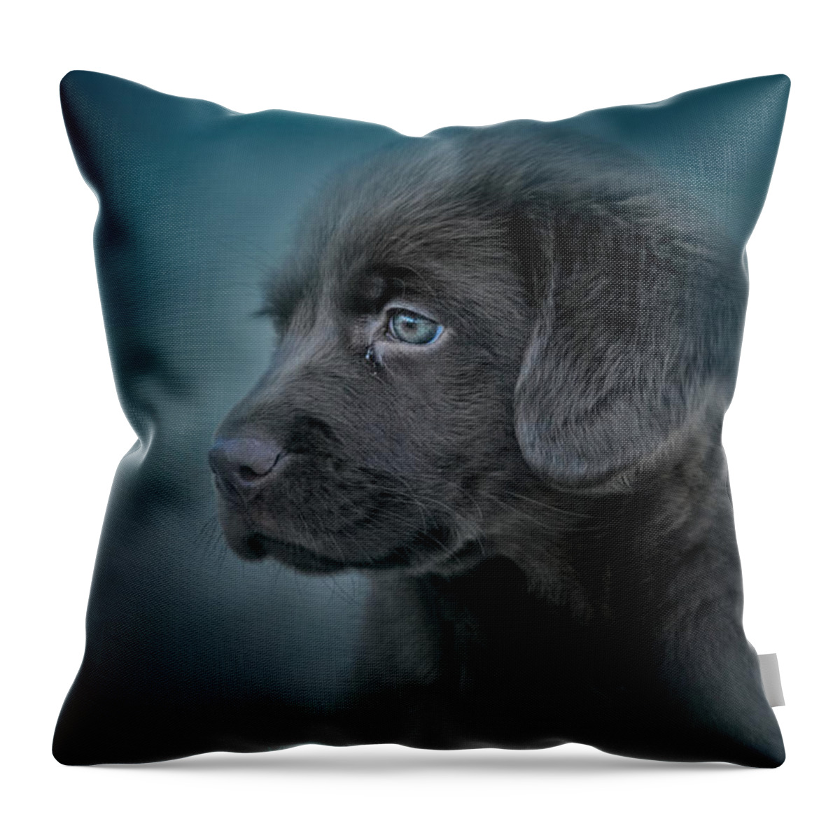 Jai Johnson Throw Pillow featuring the photograph Blue Eyed Puppy by Jai Johnson