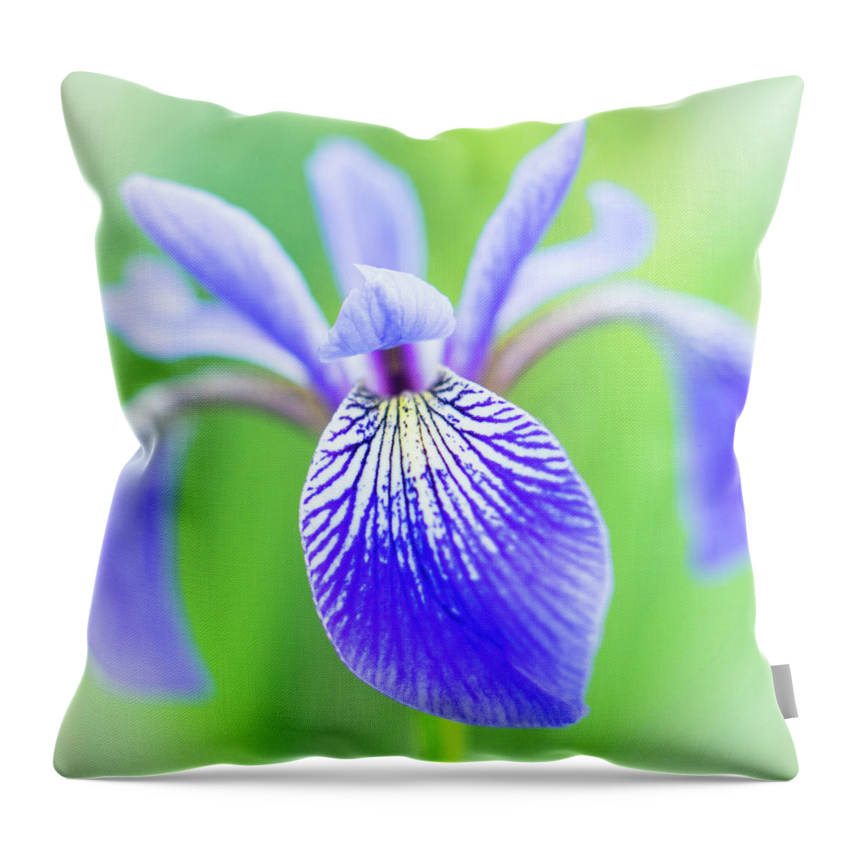 Iris Throw Pillow featuring the photograph Blue Flag Iris as a bee sees it by Jim Hughes