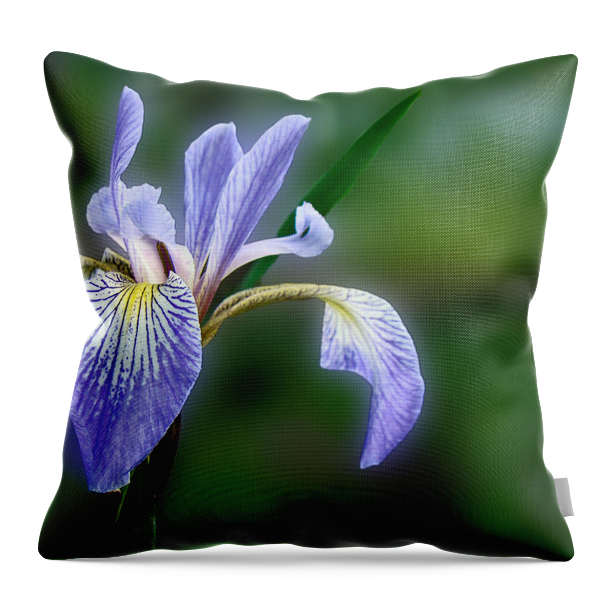 Iris Throw Pillow featuring the photograph Blue Flag Wildflower - Iris versicolor by Carol Senske