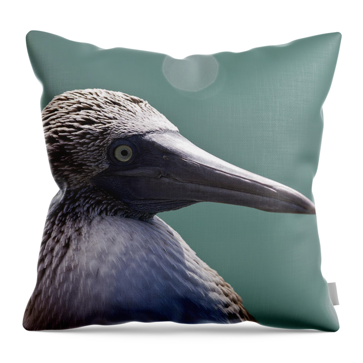 American Throw Pillow featuring the photograph Blue Footed Booby II by Dave Fleetham