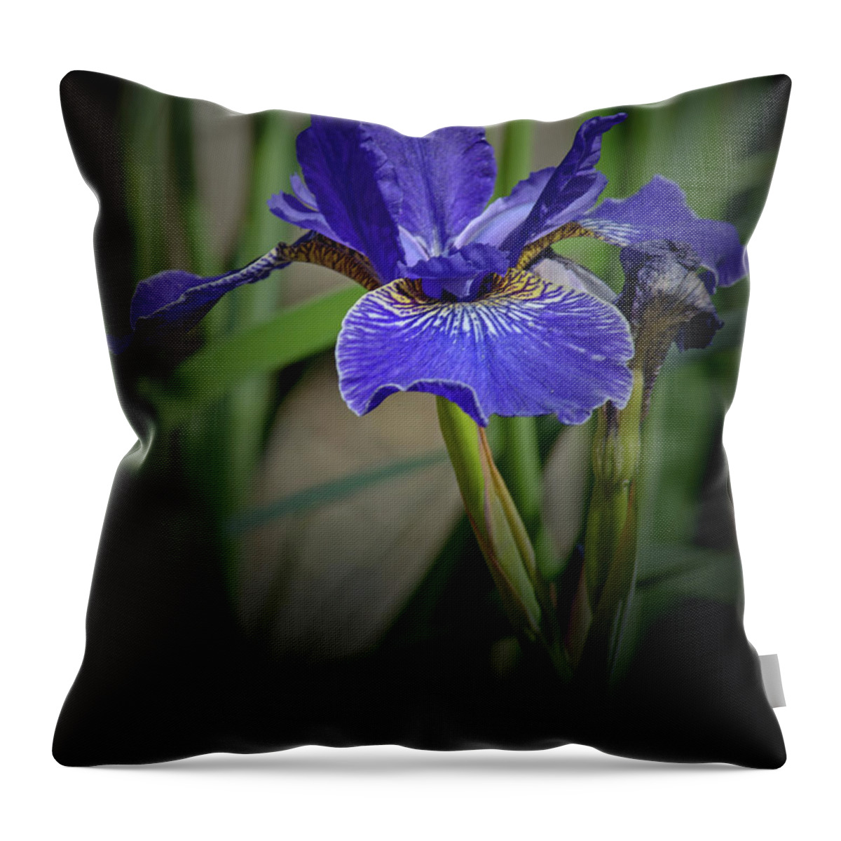 Florals Throw Pillow featuring the photograph Blue Iris by Tikvah's Hope