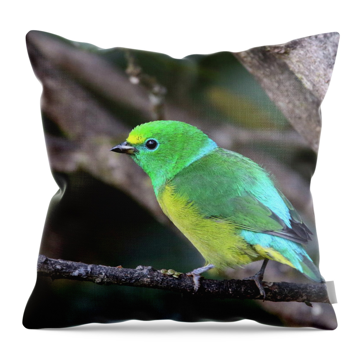 Chlorophonia Throw Pillow featuring the photograph Blue-naped Chlorophonia by Bruce J Robinson