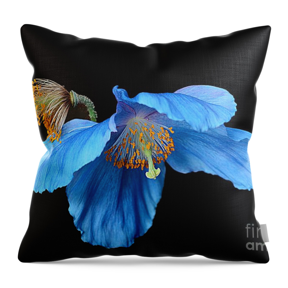 Poppy Throw Pillow featuring the photograph Blue Poppies by Cindy Manero