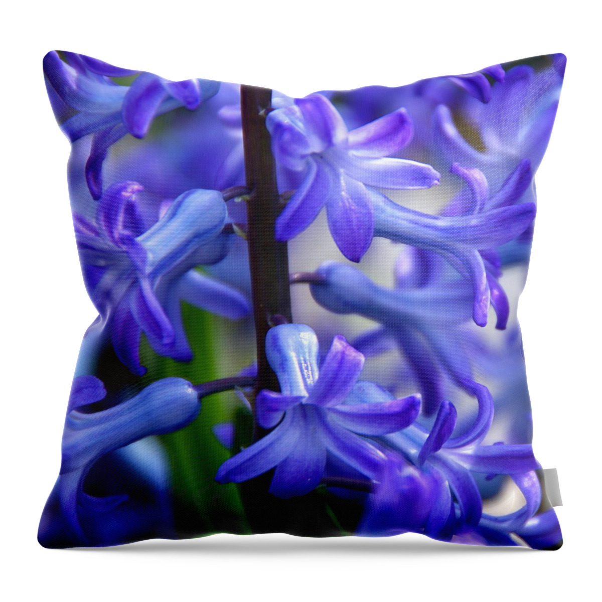 Blue Hyacinth Throw Pillow featuring the photograph Blue Rhapsody by Byron Varvarigos