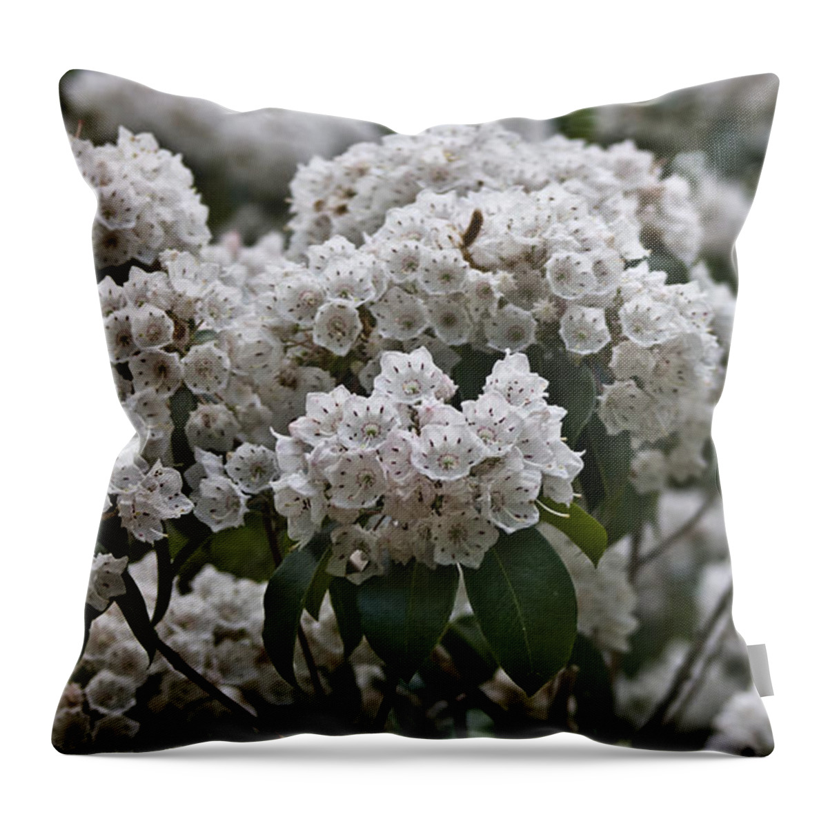 Kalmia Throw Pillow featuring the photograph Blue Ridge Mountain Laurel by Teresa Mucha