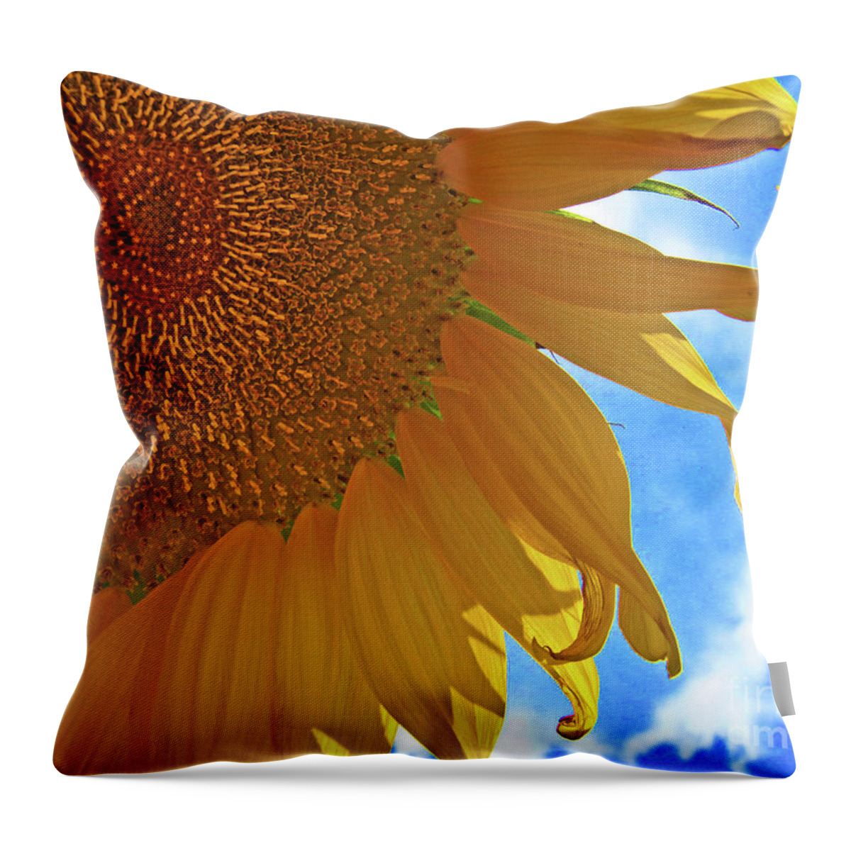 Florida Throw Pillow featuring the photograph Blue Sky Sunflower by George D Gordon III