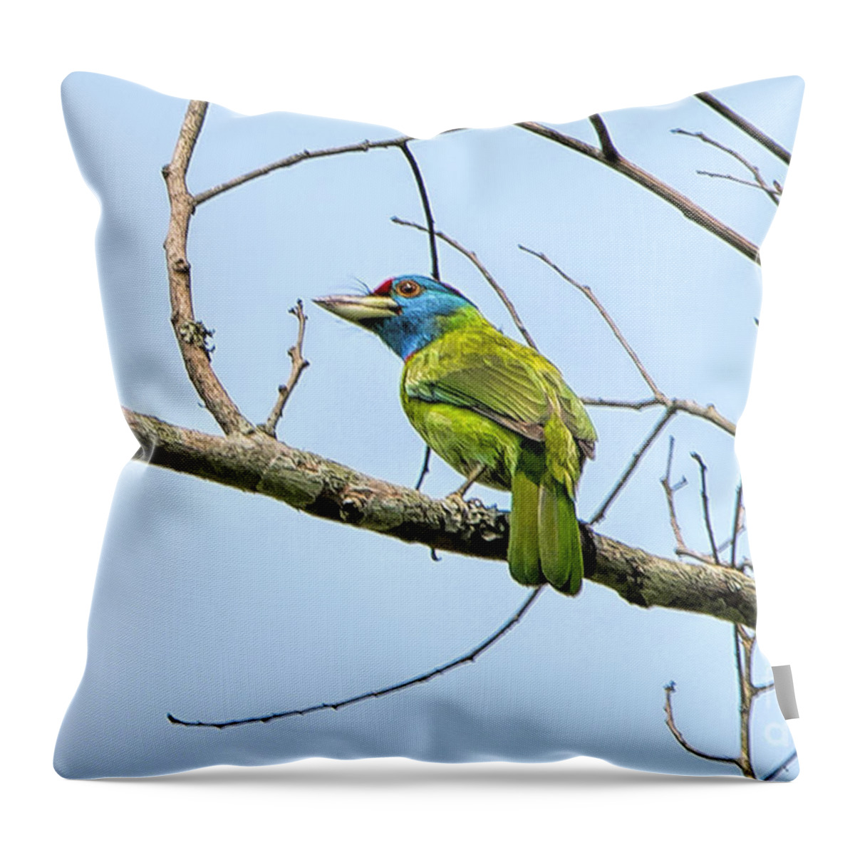 Bird Throw Pillow featuring the photograph Blue Throated Barbet by Pravine Chester