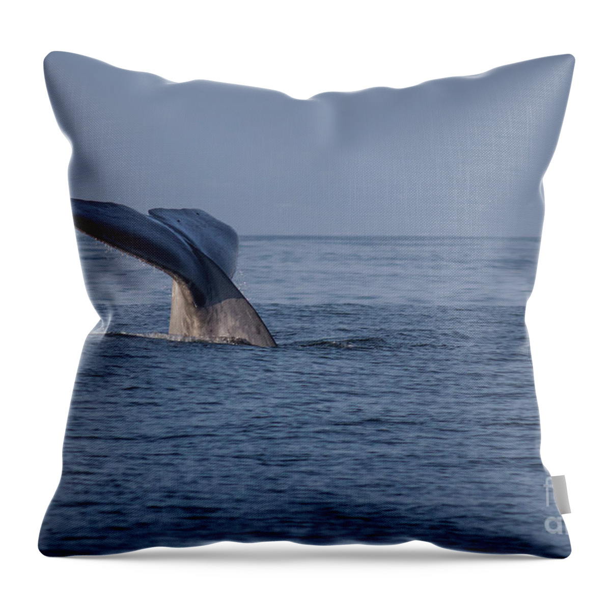Blue Throw Pillow featuring the photograph Blue Whale Tail by Suzanne Luft