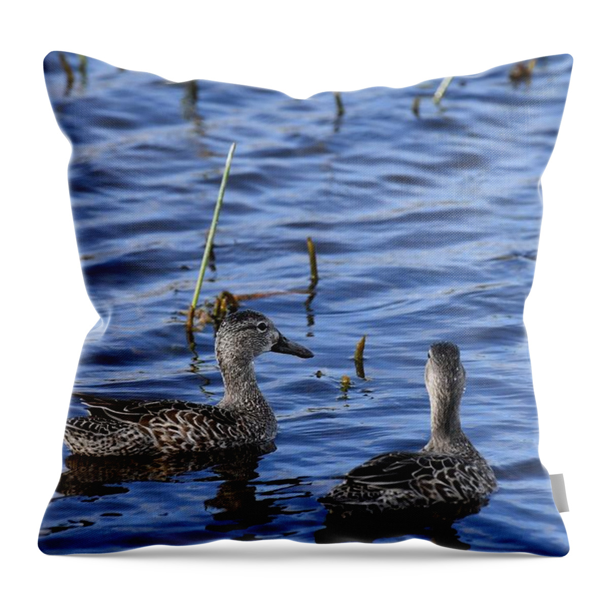 Teal Throw Pillow featuring the photograph Blue-winged Teal by David Campione