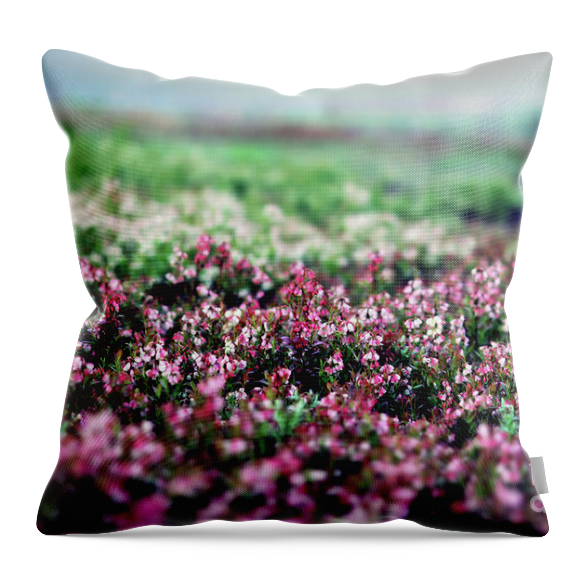 Maine Throw Pillow featuring the photograph Blueberry Blossoms by Alana Ranney