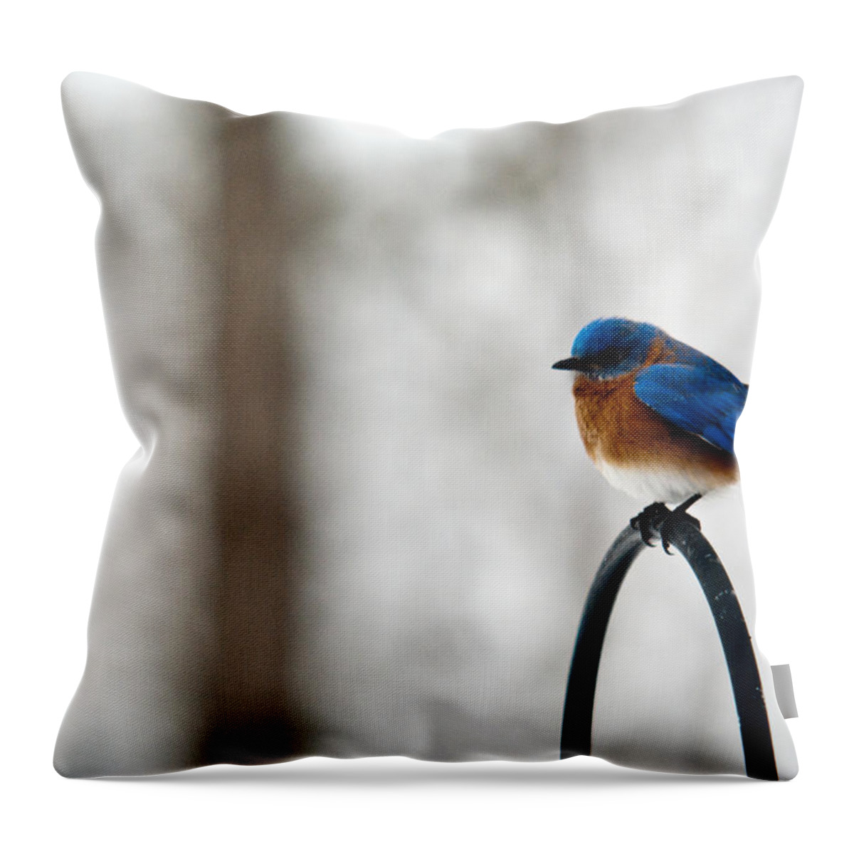 Bluebird Throw Pillow featuring the photograph Bluebird Fluffed by Douglas Barnett