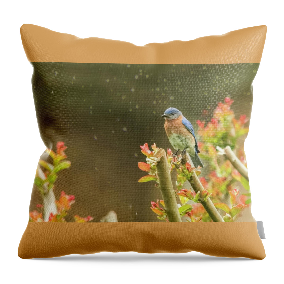 Bluebird In Gentle Rain Throw Pillow featuring the photograph Bluebird in Gentle Rain by Jemmy Archer