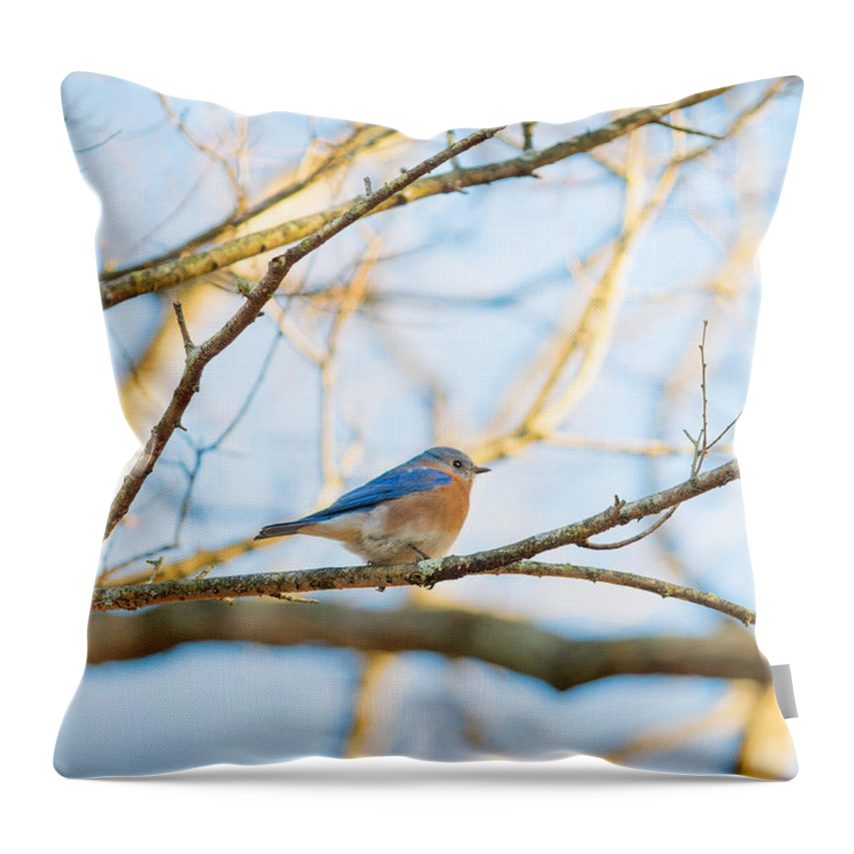 Bluebird In Tree Throw Pillow featuring the photograph Bluebird in Tree by Sharon Popek