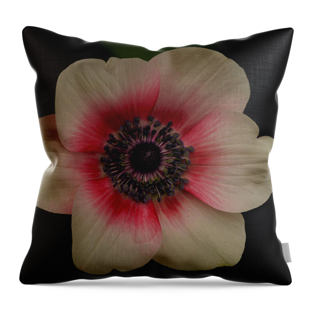 Anemone Throw Pillow featuring the photograph Blushing by Uri Baruch