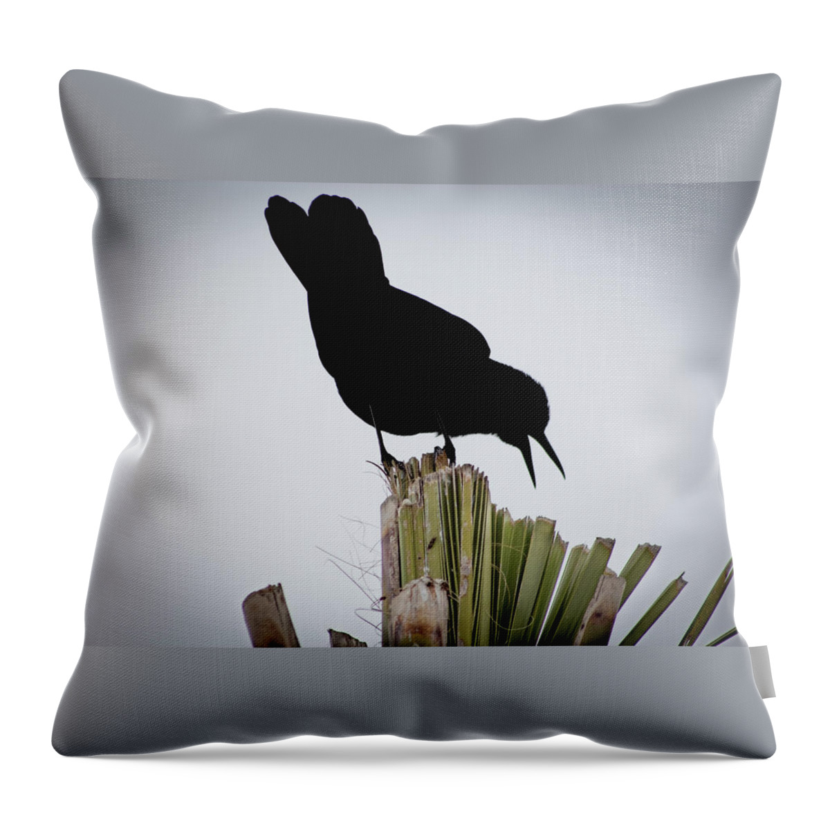 Boat-tailed Throw Pillow featuring the photograph Boat-Tailed Grackle Silhuoette by Richard Goldman